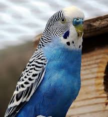 Blue Parakeet Blue Parakeet Parakeet Budgies