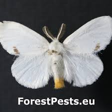 Image result for Pteris similis