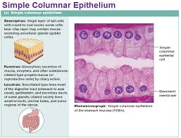Simple Columnar Epithelium Anatomy And Physiology Textbook Skin Anatomy Organic Chemistry Study
