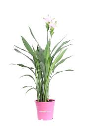 Image result for Pimpinella alismatifolia