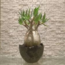 Image result for Monadenium pedunculatum