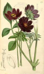 This article had information on its care in the garden. Chocolate Cosmos Cosmos Atrosanguineus Botanical Illustration Botanical Artwork Botanical Flowers