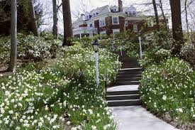 Our spring bulb planting guide provides an overview of each bulb and instructions on planting in the ground asparagus planting guide. 10 Beautiful Ways To Landscape With Bulbs