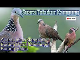 See more of battle tekukur on facebook. Burung Tekukur Kampung