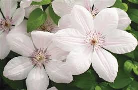 Check spelling or type a new query. Clematis Jackmanii Hybrids John Paul Ii Tesselaar