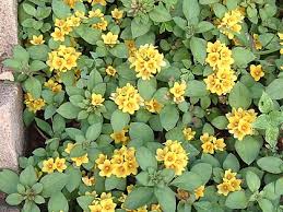 Image result for Lysimachia ruhmeriana