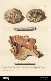 Porites lobata hi-res stock photography and images