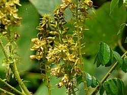 Image result for Caesalpinia glandulosopedicellata
