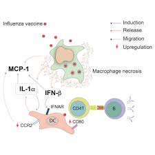 macrophage death following influenza vaccination initiates