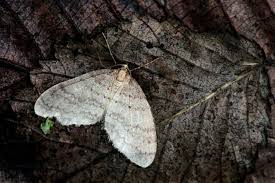 Image result for Operophtera fagata