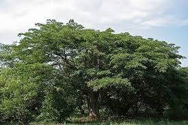 Image result for Albizia adianthifolia × gummifera