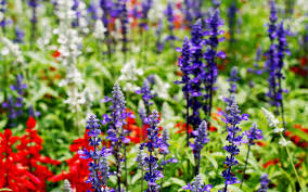 See more ideas about flower background wallpaper, wallpaper backgrounds, flower backgrounds. Red White And Blue Flowers Wallpapers Top Free Red White And Blue Flowers Backgrounds Wallpaperaccess