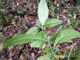 Image result for Dissotis melleri