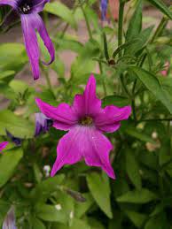 Petunia Sparkler Garden Theme Petunias Sparklers