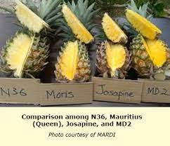 Maybe you would like to learn more about one of these? Malaysia Explores The Market Potential For Josapine Pineapple In The Middle East Tfnet International Tropical Fruits Network