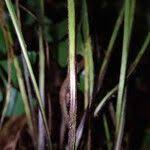 Image result for Asplenium hemitomum