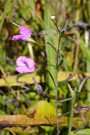 Image result for Geigeria engleriana