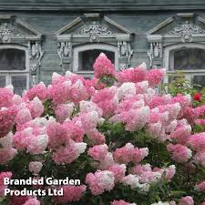 Image result for hydrangea paniculata vanille fraise
