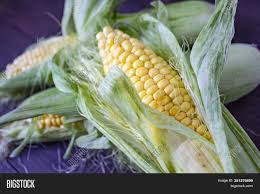 The corn is as high as an elephants eye. but when is it ripe for picking? Grains Ripe Corn Image Photo Free Trial Bigstock