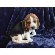 Buy shaker kitchen and get the best deals at the lowest prices on ebay! 5 Pure Bred Beagle Puppies Beagle Puppy Beagle Puppies