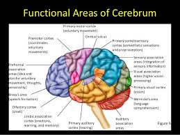 Central Nervous System Nervous System Cerebrum Function Central Nervous System