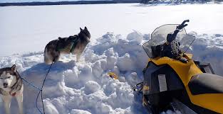 Avalanche survival tip: use dog as a shovel