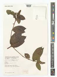 Image result for Rutidea