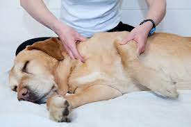 9 Ways To Help You Spot Muscle Pain In Your Dog Your Dog
