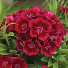 Image result for Dianthus