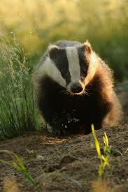 At Sunset By Eike Mross 500px Animals Wild Animals Badger