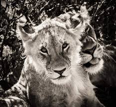 Problème d'accords, d'orthographe d'un verbe, verbes s'écrivant de la même façon, utilisation des temps. Rac Fast Application Notification Lami Dba