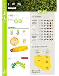 Nasiona kukurydzy HULK, kenora, as 170, leonor, exxposition, skytower Rypin  • OLX.pl