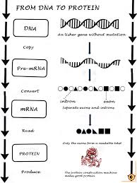 Dna is made of nucleotides. Dna To Protein