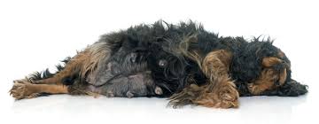 I cibi da limitare e le abitudini da tenere per produrre 100 grammi di latte, infatti, una madre consuma circa 95 calorie. Gravidanza E Allattamento Del Cane L Alimentazione Corretta