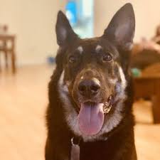 San diego bay pet hospital. Morena Pet Hospital 72 Photos 147 Reviews Veterinarians 1540 Morena Blvd San Diego Ca Phone Number Yelp