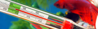 We know they're tropical fish, but can they survive in more temperate conditions? Heating Bettaboxx