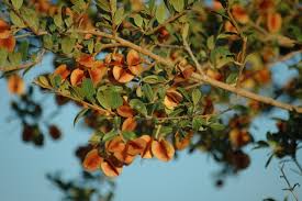 Image result for Combretum hereroense