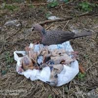 Contact terkukur kelantan on messenger. Jual Tekukur Murah Harga Terbaru 2021