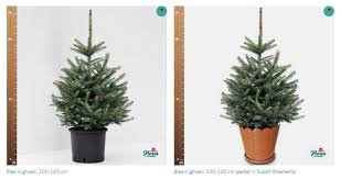 Check spelling or type a new query. Cumpara Brazi Crescuti In Ghiveci Avantaje Dezavantaje Si Intretinere Paulmaior Ro