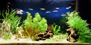 Click here to continue with current results. Aquascape Ideas Aquascape Logo Vector