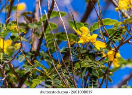 Image result for Samanea leptophylla