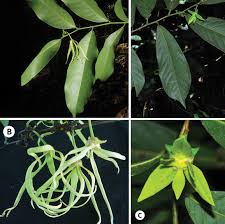 Image result for Artabotrys