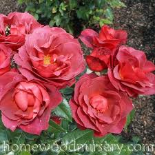They were introduced to market the following year by weeks wholesale roses. Homewood Grown Roses