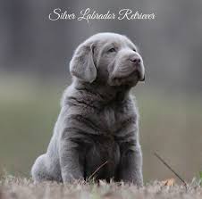 Silver Labrador Retrievers For Sale Silver Lab Puppies Charcoal Labs Silver Lab Puppies Silver Labrador Retriever Silver Labrador Retriever Silver Lab Puppies