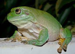 Its skin also has a waxy coating that allows it to tolerate more arid conditions. Australian Green Tree Frog Wikipedia