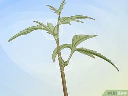 Those who are mostly from female flowers. How To Identify Female And Male Marijuana Plants 9 Steps
