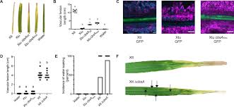 Repeated Gain And Loss Of A Single Gene Modulates The Evolution Of Vascular Plant Pathogen Lifestyles Science Advances
