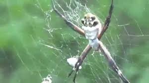 Now that the females are maturing, reaching their maximum size and laying eggs, they are being noticed, and we expect to be receiving numerous. South Texas Yellow Garden Spider Argiope Argentata Female Youtube