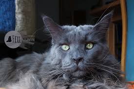 Ein weiterer grund für darmverschlüsse kann eine darmeinstülpung (medizinisch invagination) sein. Verstopfung Bei Katzen Was Wenn Miez Nicht Zum Klo Geht Fellgiganten