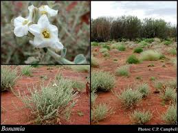 Image result for Bonamia